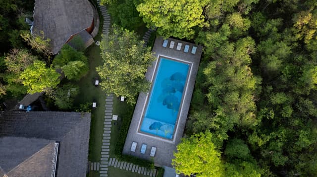 saj in the forest pench